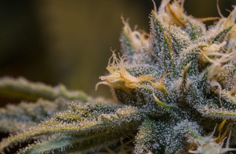 How to Store Weed Properly